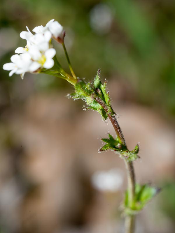 Draba muralis / Draba dei muri